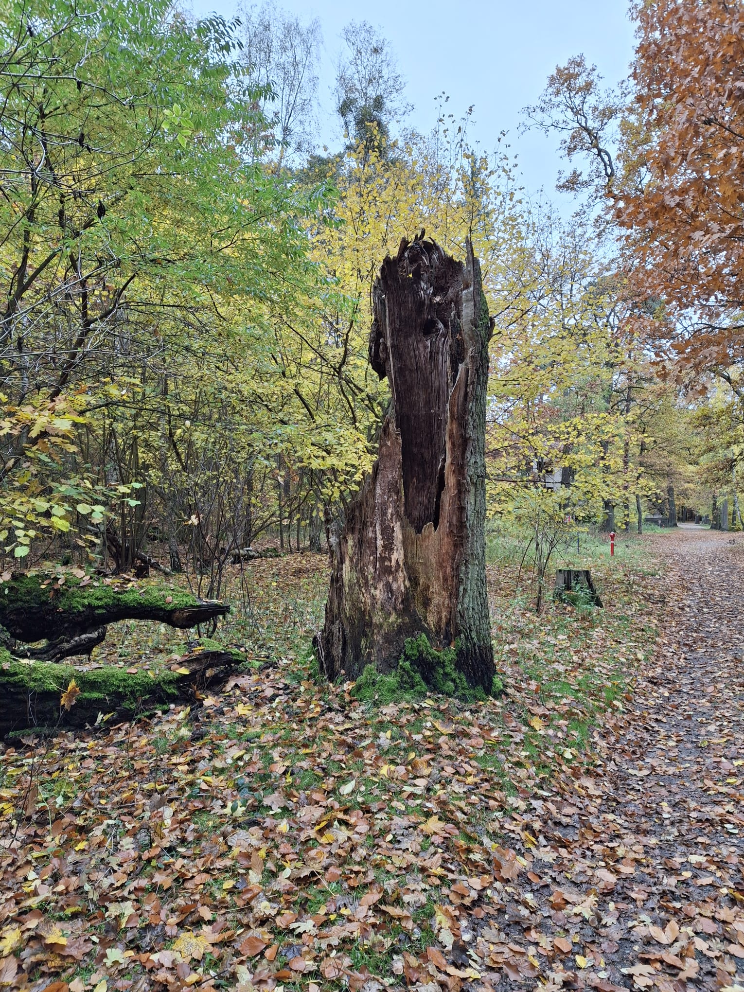 Zdjęcie pnia obumarłego drzewa