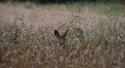 informacja o zgłaszaniu szkód w uprawach