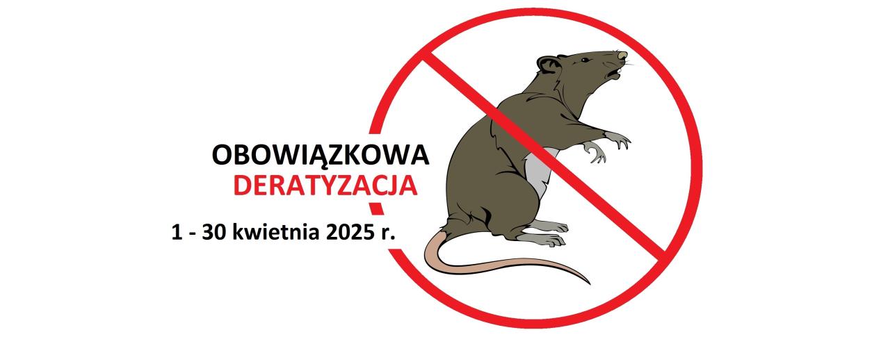 szczur