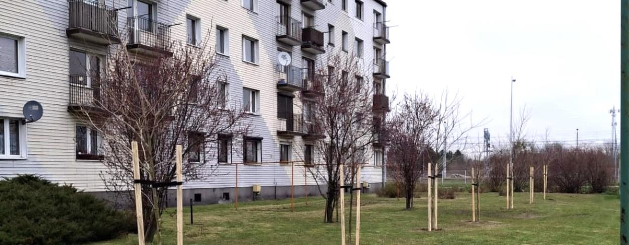 Nowe drzewa przed blokiem 