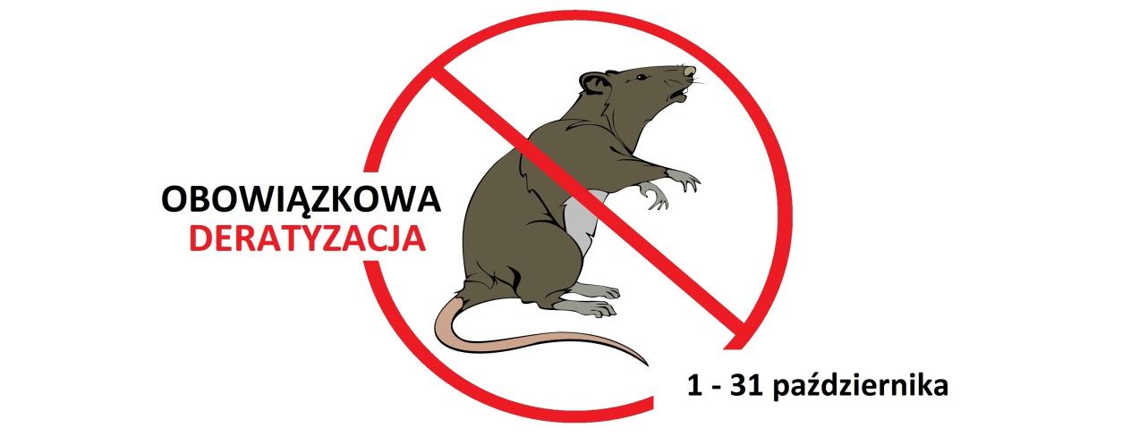 szczur