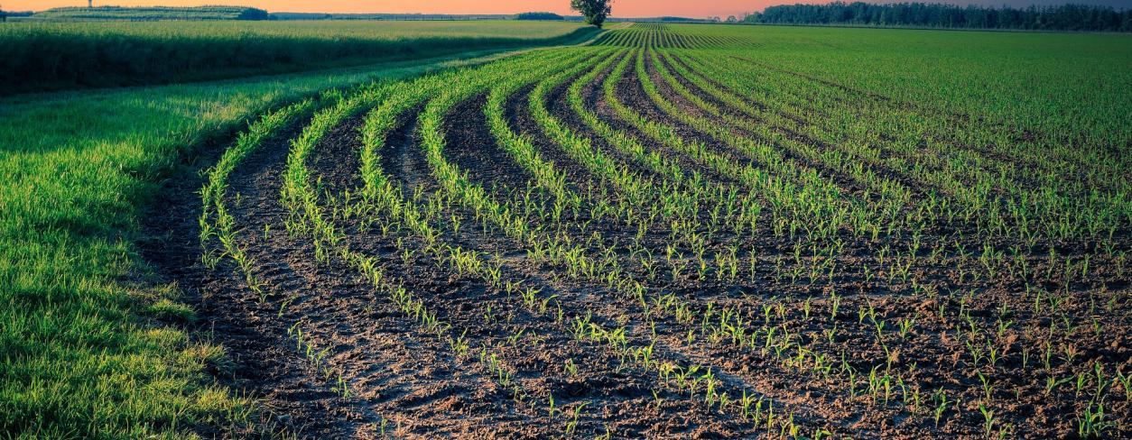 Pole z zieloną roślinnością 