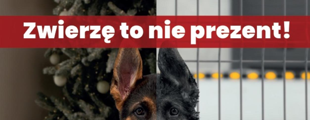 Zwierze-to-nie-prezent