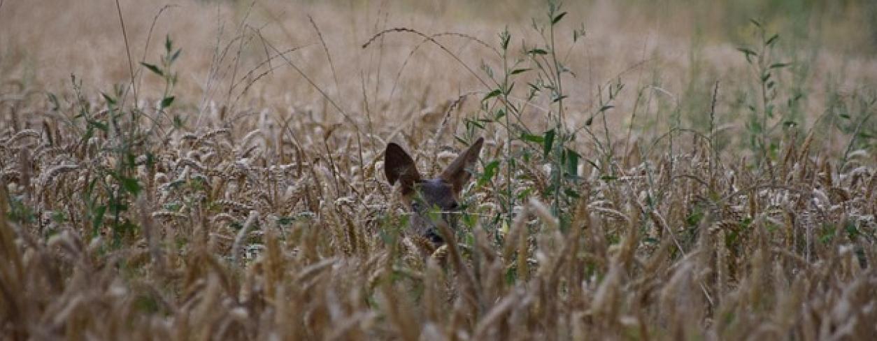 informacja o zgłaszaniu szkód w uprawach