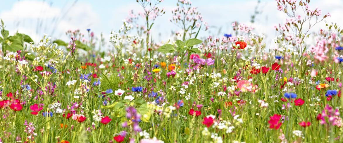 Zdjęcie kwietnej łąki
