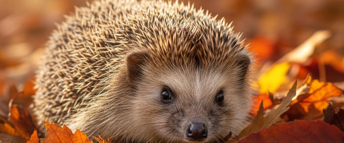 Zdjęcia jeża, w tle jesienne liście