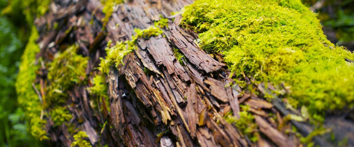Zdjęcie kłody drewna porośnietej mchem
