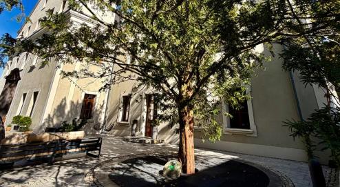 Zdjęcie pomnika przyrody - cis pospolity przy Zamku Lublinieckim