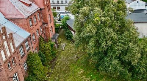 Zdjęcie pomnika przyrody - lipa drobnolistna przy SP1 w Lublińcu