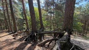 Zdjęcie użytku ekologicznego - WYDMY KOKOTEK
