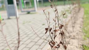 świeżo posadzone krzewy wzdłuż ścieżki znajdującej się przy placu zabaw przy zalewie Droniowickim