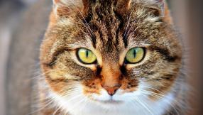 pyszczek kota patrzącego przed siebie na wprost o żółtych oczach umaszczenie brązowo rude w prążki