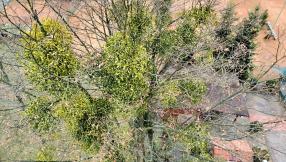 Zdjęcie z akcji usuwania jemioły. W tle drzewo porośnięte jemiołą.