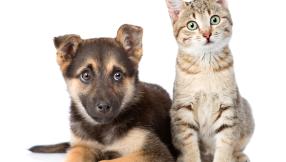 pies rasa owczarek niemiecki lerzy na podłodze przy nim stoi kot dachowiec 